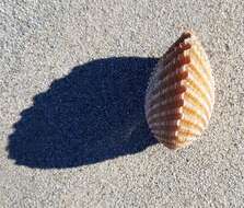 Image of brooch clam