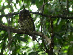 Image of Glaucidium capense etchecopari Érard, Roux & F 1983