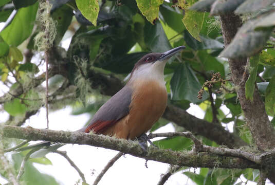 Image of Jamaican Lizard Cuckoo