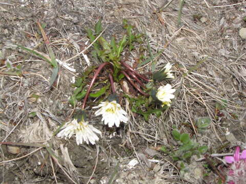 Image of Taraxacum arcticum (Trautv.) Dahlst.