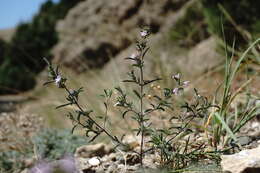 Image of summer savory