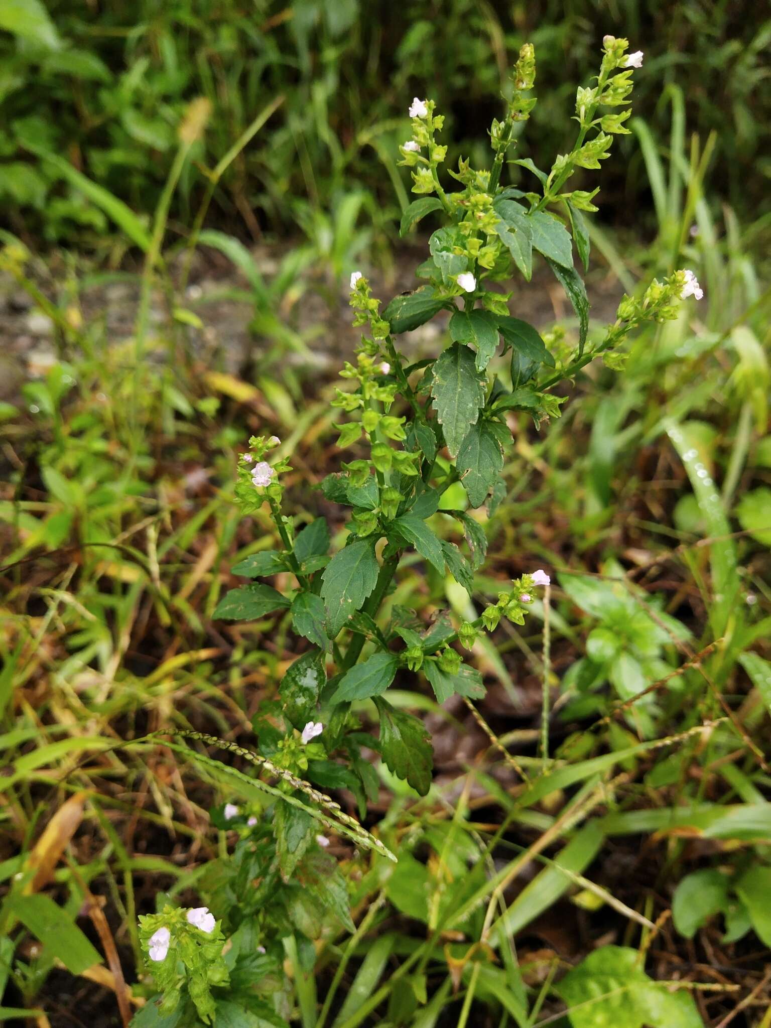 Mosla scabra (Thunb.) C. Y. Wu & H. W. Li resmi