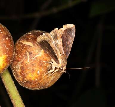 Ercheia cyllaria Cramer 1782 resmi