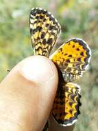 Image of Melitaea didyma meridionalis Staudinger 1870