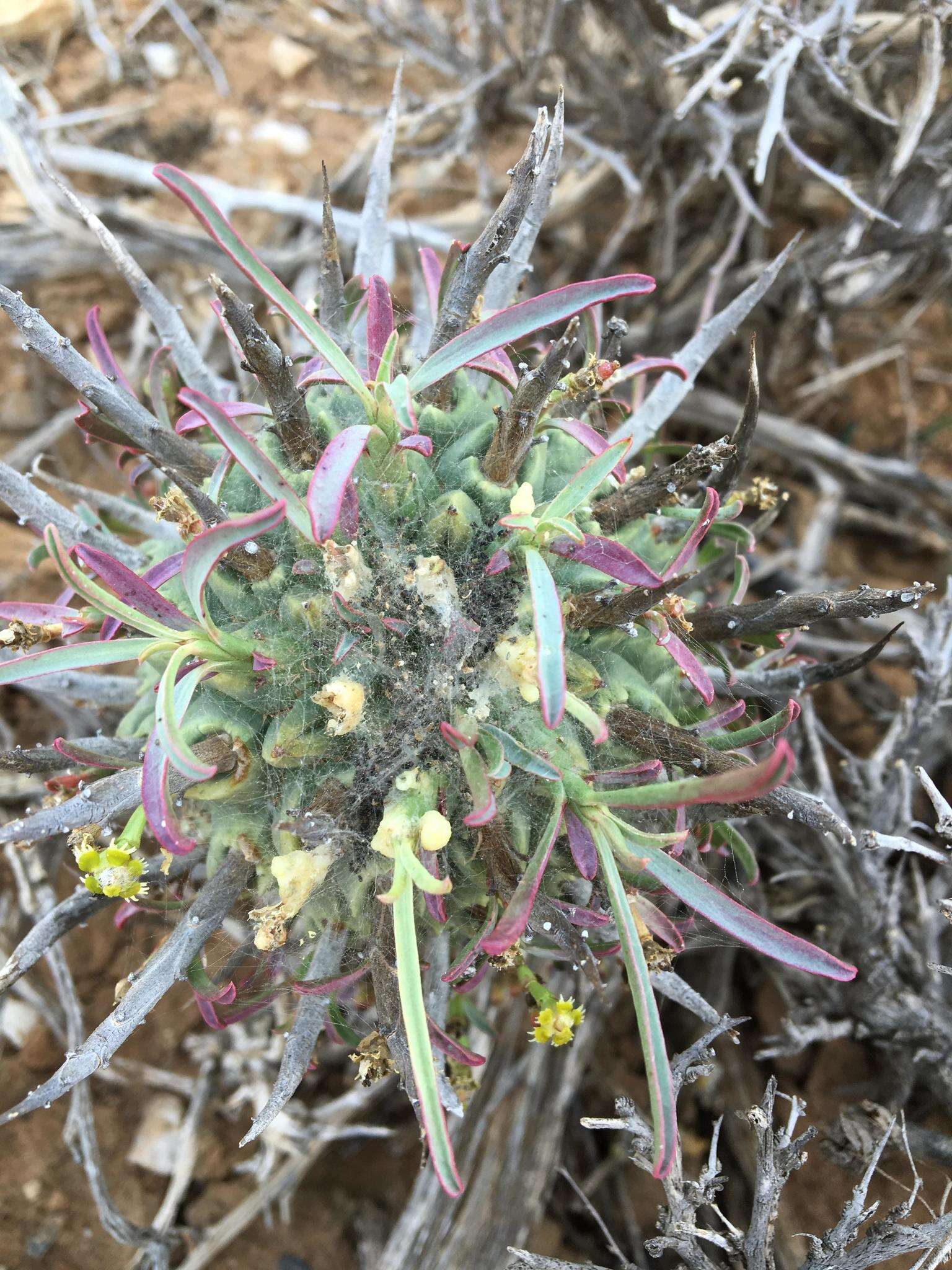 Euphorbia schoenlandii Pax resmi