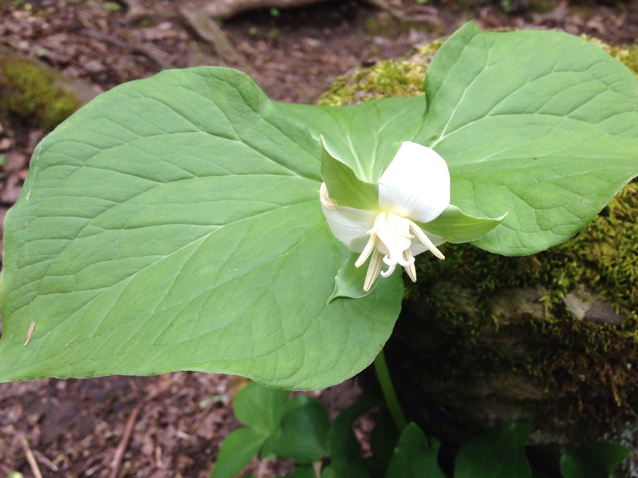 Imagem de Trillium flexipes Raf.