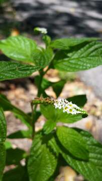 Image de Heliotropium angiospermum Murray