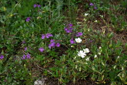 Image of Clinopodium alpinum (L.) Kuntze