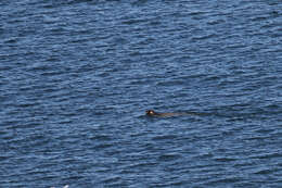 Image of bearded seal