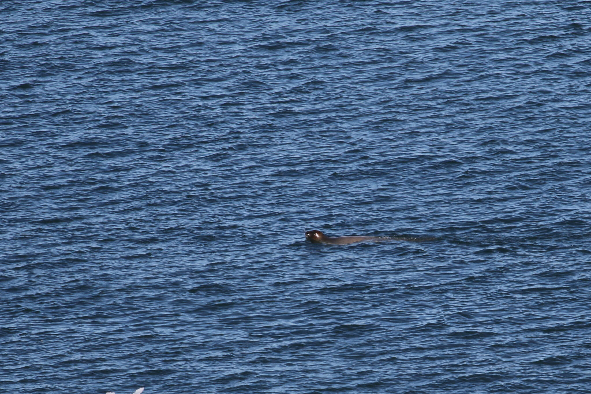 Image of bearded seal