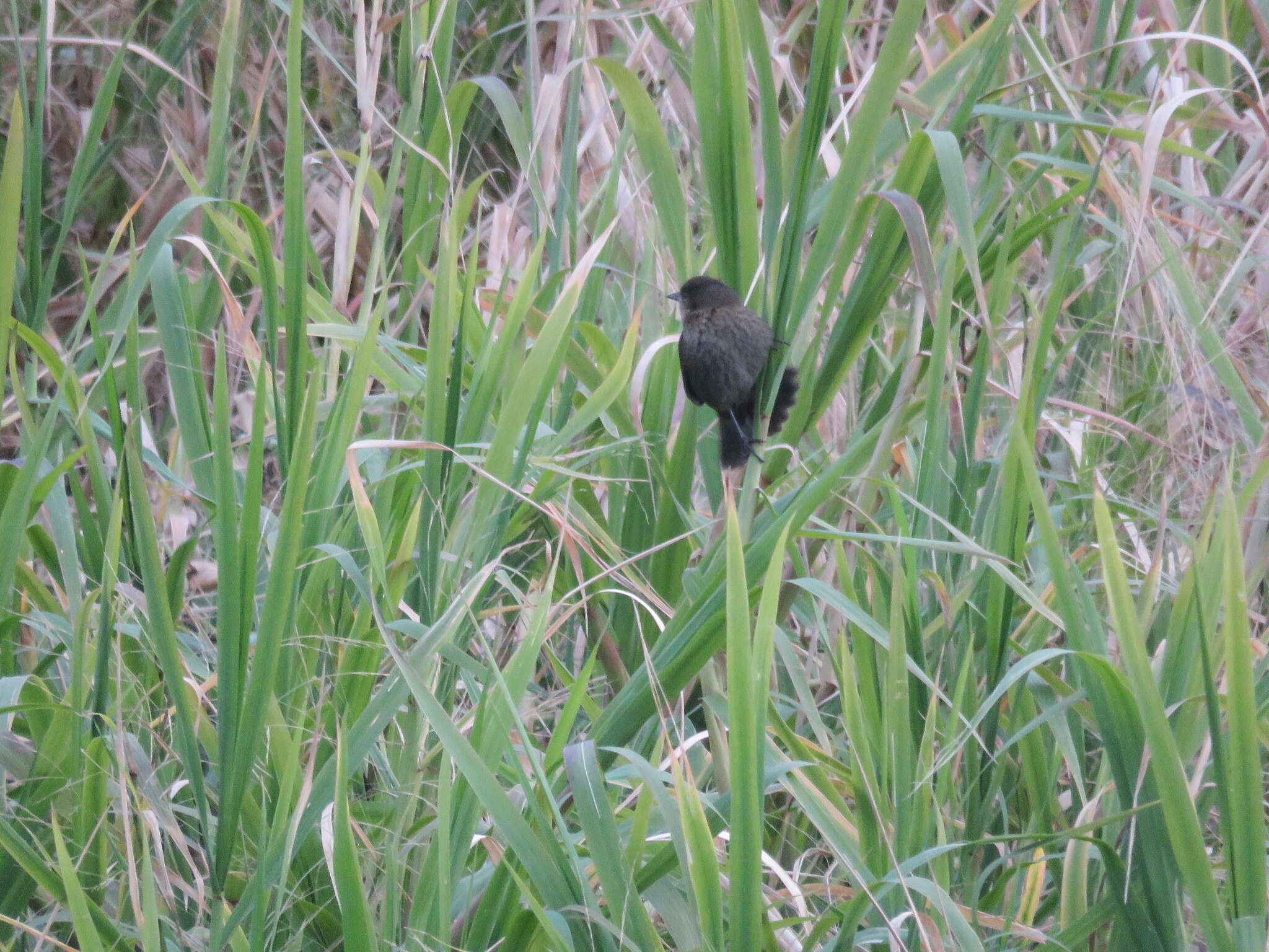 Image of Chestnut-capped Blackbird