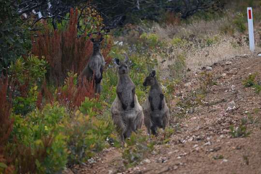 Macropus fuliginosus fuliginosus (Desmarest 1817) resmi