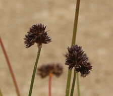 Image of Juncus dregeanus subsp. dregeanus