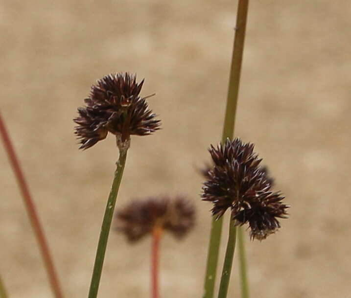 Imagem de Juncus dregeanus subsp. dregeanus