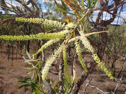 Image of Grevillea mimosoides R. Br.