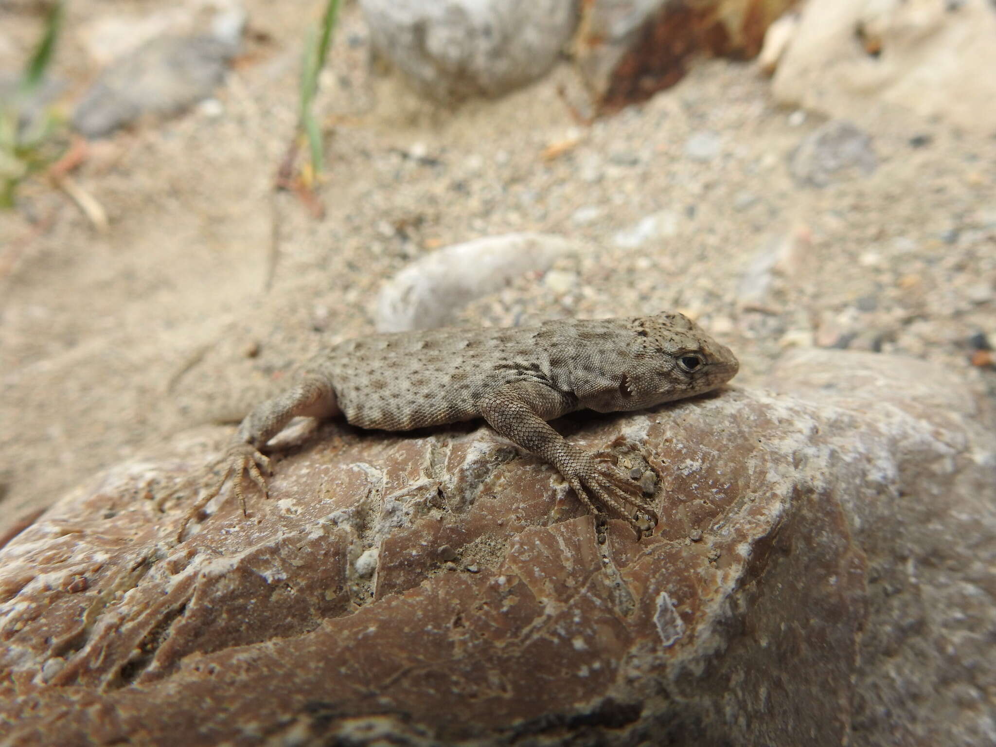 Sceloporus gadoviae Boulenger 1905 resmi