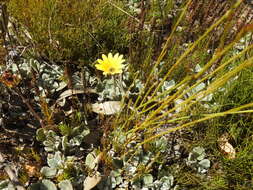 Image of Arctotis rotundifolia Lewin