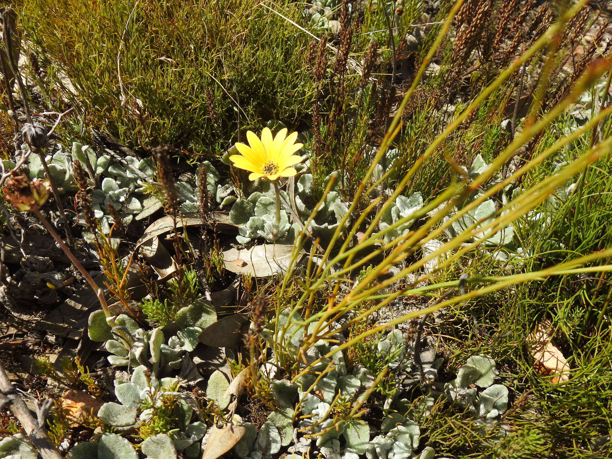 Image of Arctotis rotundifolia Lewin