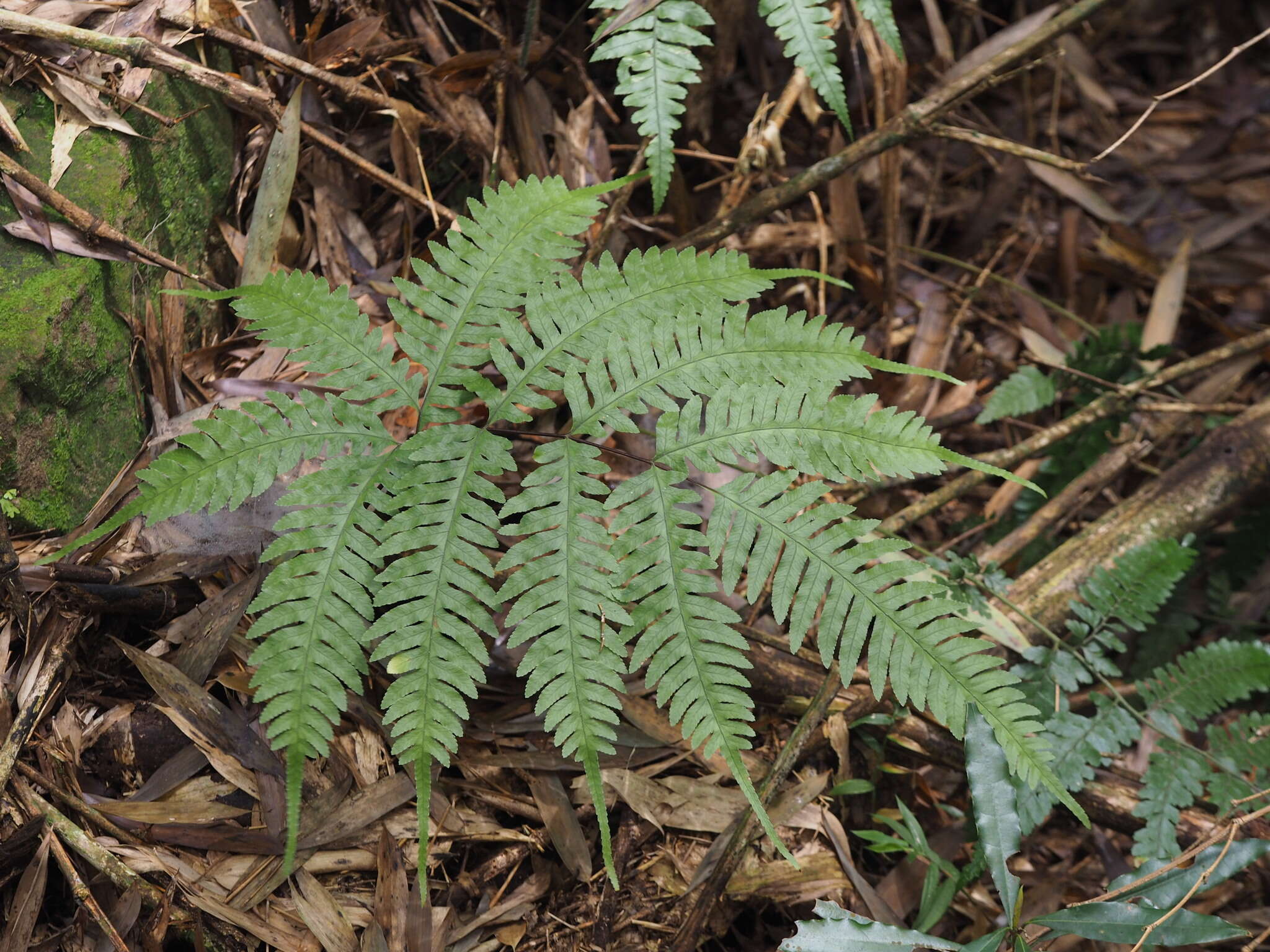 Imagem de Pteris amoena Bl.