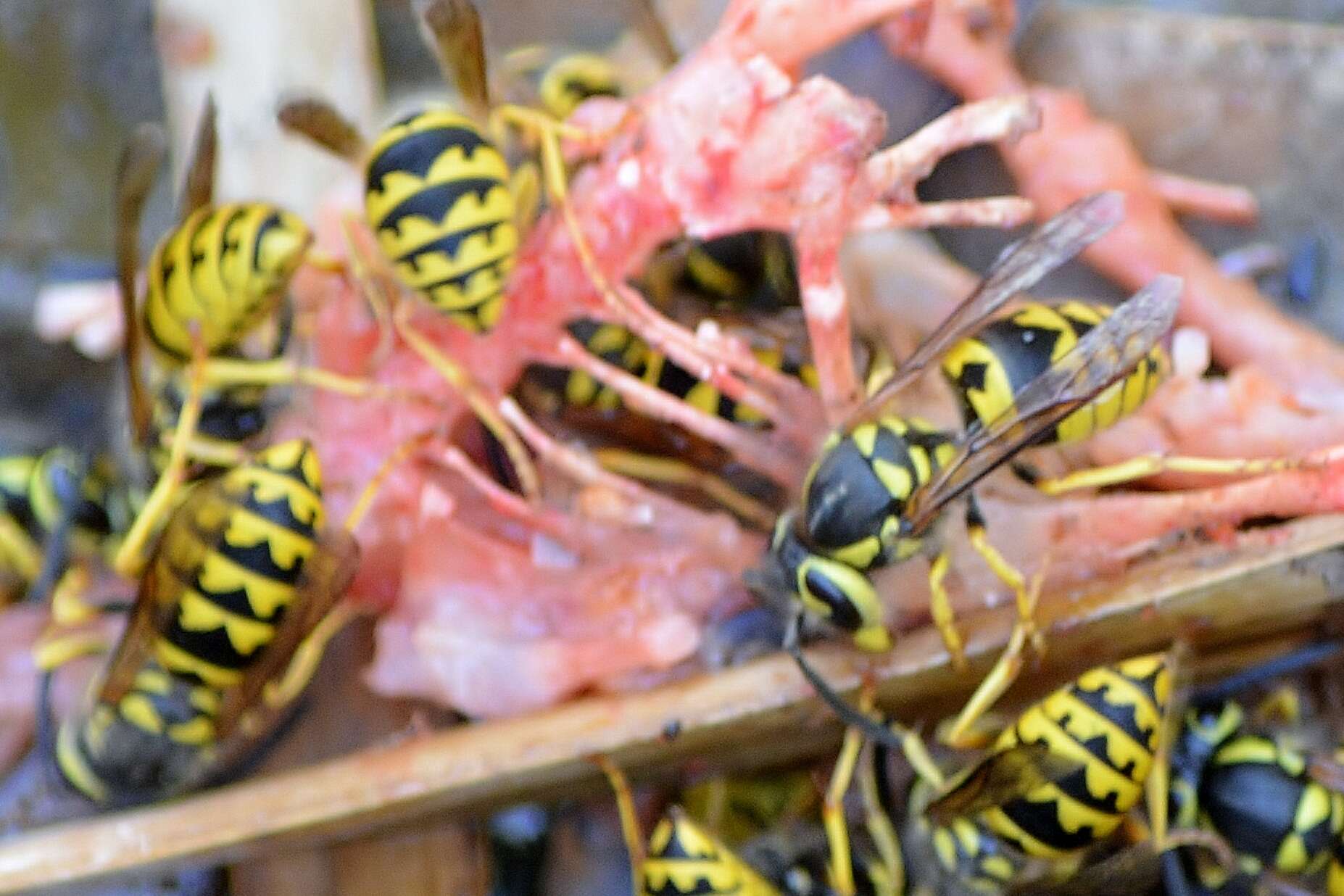 Image of Western Yellowjacket