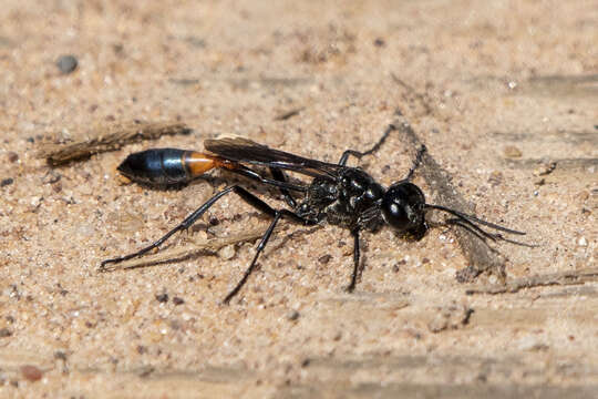 Image de Ammophila evansi Menke 1964