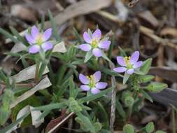 Image of sticky sandspurry