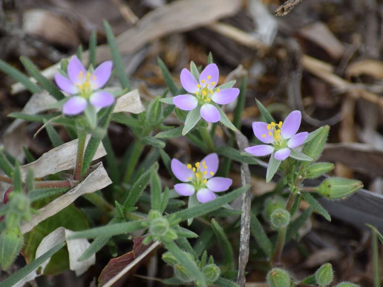 Image of sticky sandspurry