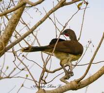 Image of White-bellied Chachalaca