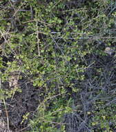 Image of Coprosma neglecta Cheeseman