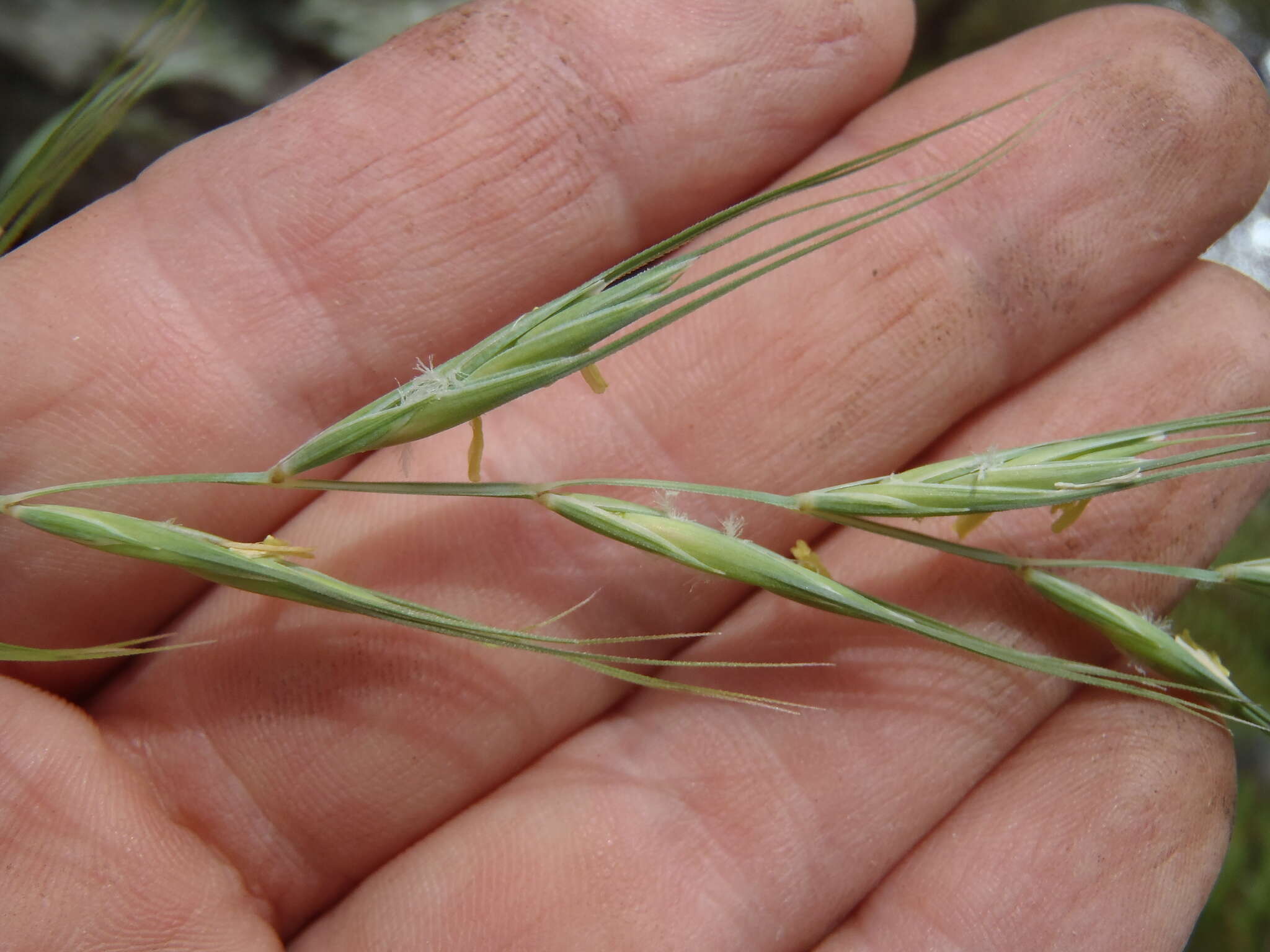 Imagem de Elymus arizonicus (Scribn. & J. G. Sm.) Gould