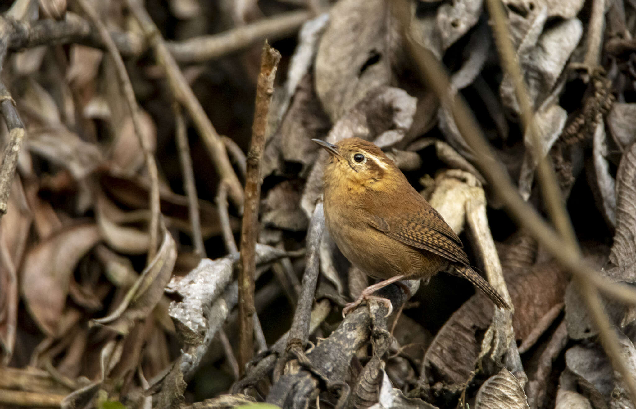 Image of Mountain Wren