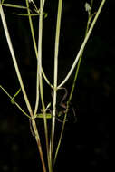 Image of Halenia brevicornis (Kunth) G. Don
