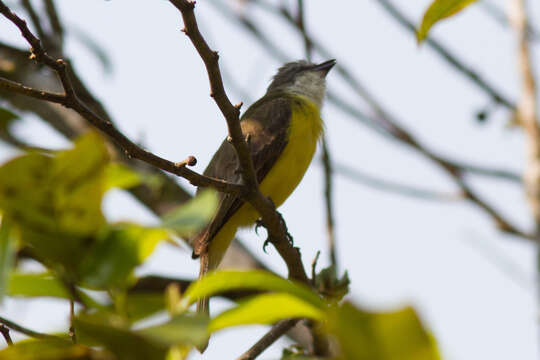 Image of Gray-capped Flycatcher