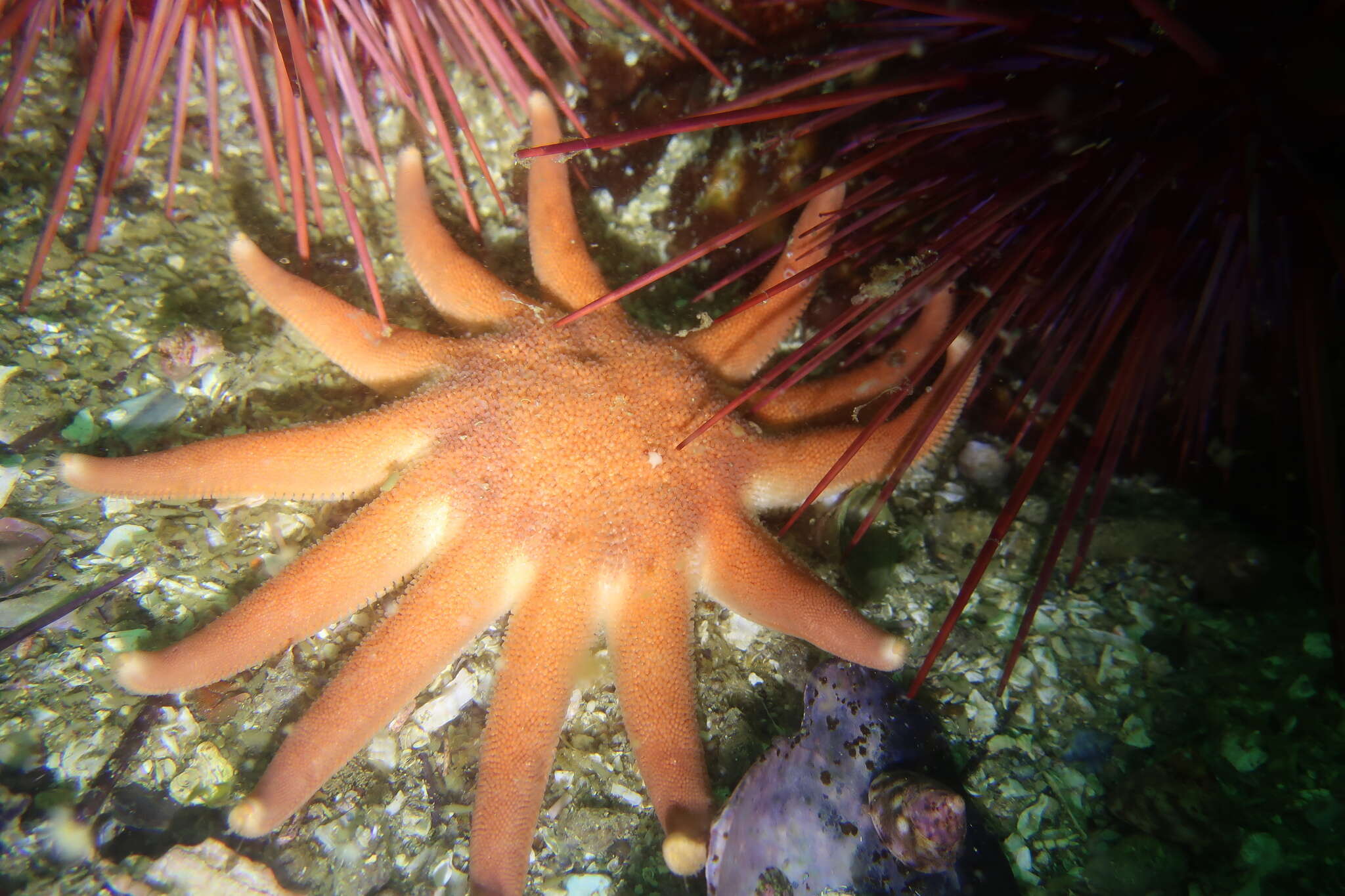 Image of Morning sun star