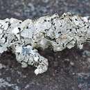 Image of bulbothrix lichen