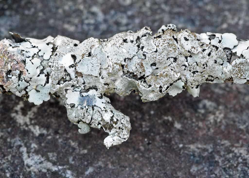 Image of bulbothrix lichen