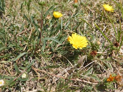 Image of Grindelia scorzonerifolia Hook. & Arn.