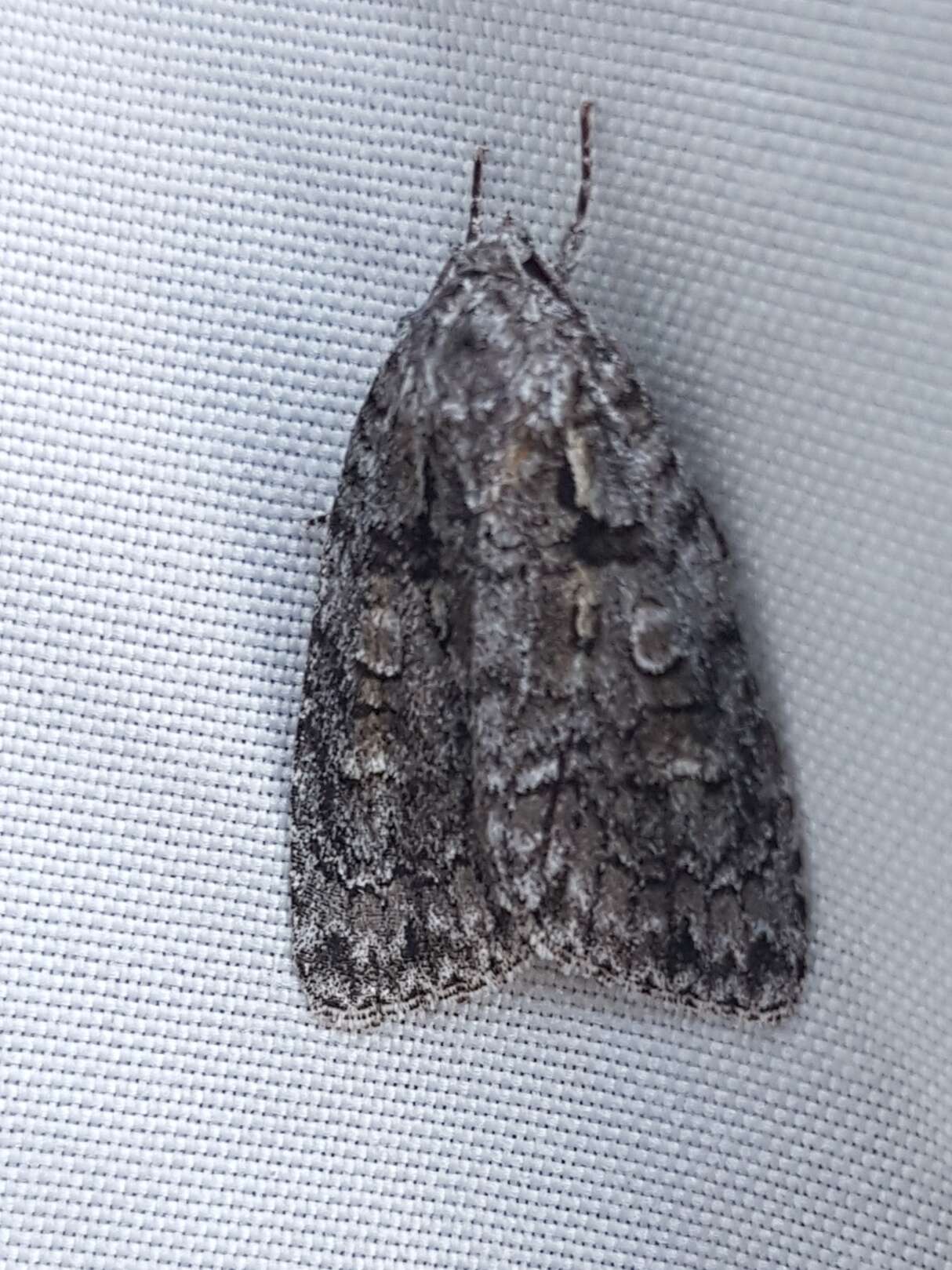 Image of Raspberry Bud Dagger Moth