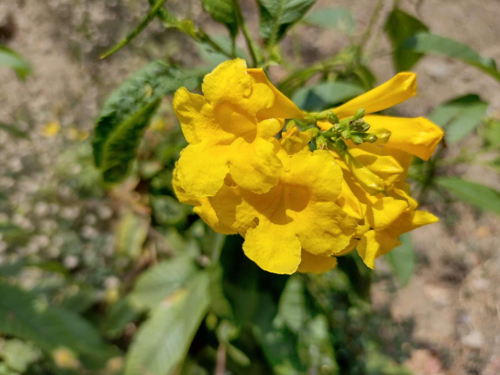 Image of chestnutleaf trumpetbush