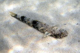 Image of Gracile lizardfish