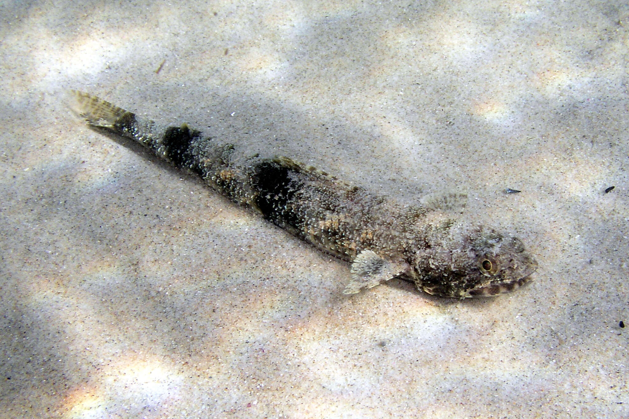 Image of Gracile lizardfish