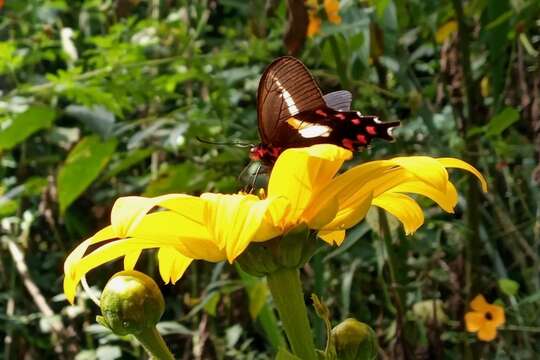 Image of Parides proneus (Hübner 1831)