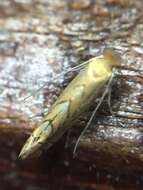 Phyllonorycter messaniella (Zeller 1846)的圖片