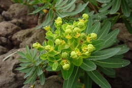 Слика од Euphorbia jolkinii Boiss.