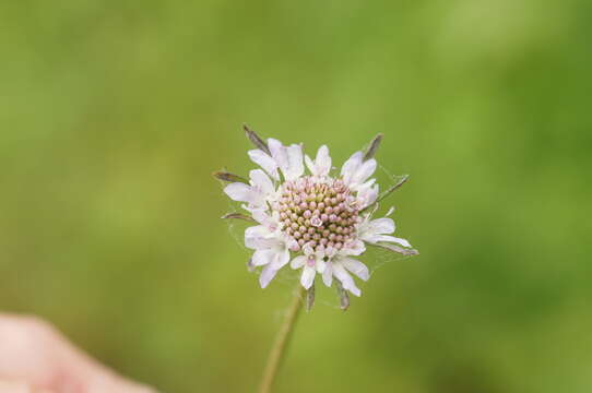 Image of Sixalix atropurpurea (L.) W. Greuter & Burdet