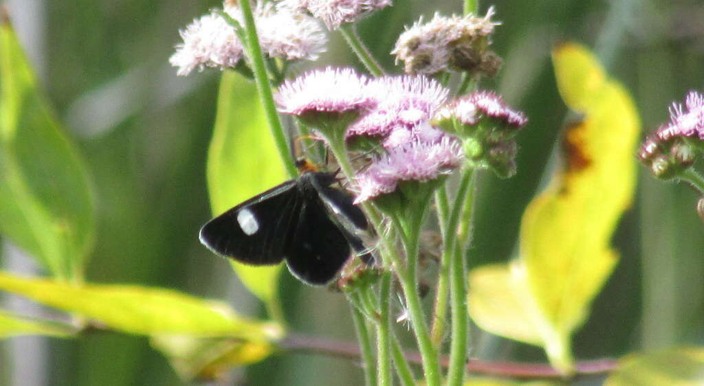 Image of Melanchroia aterea Stoll 1781