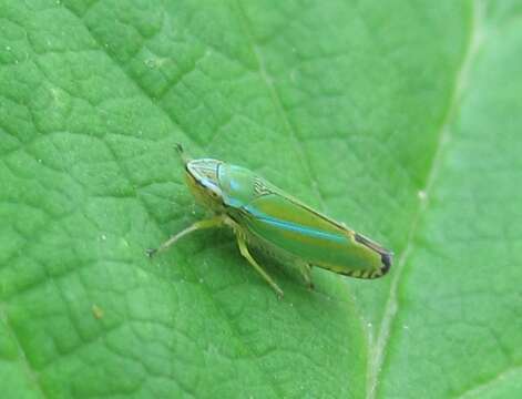 Image of Graphocephala versuta (Say 1830)