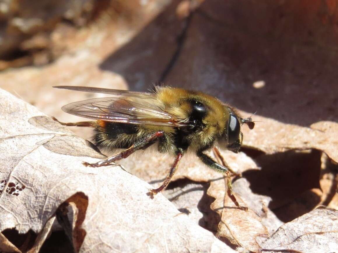 Image of Criorhina verbosa (Walker 1849)