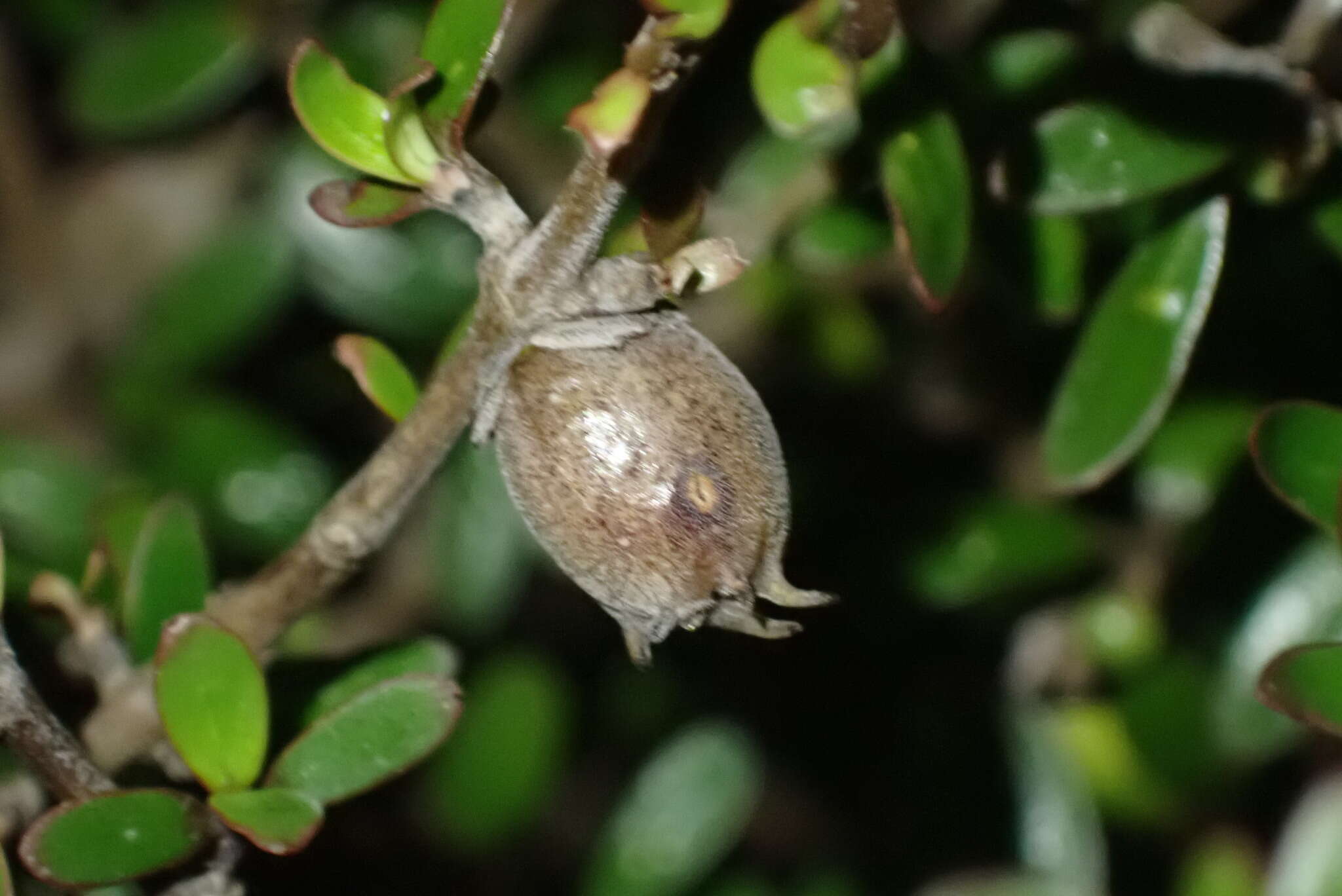 Imagem de Oligotrophus coprosmae Barnes & Lamb 1954