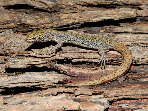 Image of Sánchez's night lizard